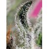 Papaya Zoap Auto, Фасовка: 5+2, изображение 2